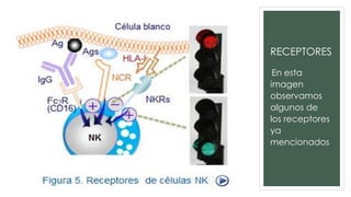 RECEPTORES
En esta
imagen
observamos
algunos de
los receptores
ya
mencionados
 