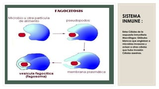 SISTEMA
INMUNE :
Estas Células de la
respuesta inmunitaria
Macrófagos: Glóbulos
blancos que engloban a
microbios invasores y
avisan a otras células
que hubo invasión
Células asesinas.
 