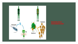 Esquema de la
inmunidad innata
 