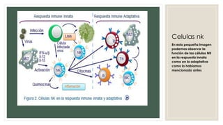 Celulas nk
En esta pequeña imagen
podemos observar la
función de las células NK
en la respuesta innata
como en la adaptativa
como lo habíamos
mencionado antes
 