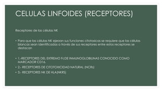 CELULAS LINFOIDES (RECEPTORES)
Receptores de las células NK
• Para que las células NK ejerzan sus funciones citotoxicas se requiere que las células
blancas sean identificadas a través de sus receptores entre estos receptores se
destacan
• 1.-RECEPTORES DEL EXTREMO FcDE INMUNOGLOBILINAS CONOCIDO COMO
MARCADOR CD16.
• 2.- RECEPTORES DE CITOTOXICIDAD NATURAL (NCRs)
• 3.- RECEPTORES NK DE HLA(NKRS)
 