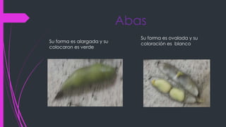 Abas
Su forma es alargada y su
colocaron es verde
Su forma es ovalada y su
coloración es blanco
 