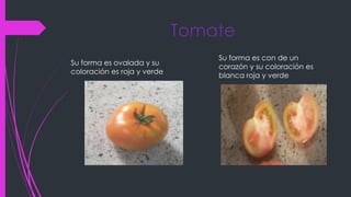 Tomate
Su forma es ovalada y su
coloración es roja y verde
Su forma es con de un
corazón y su coloración es
blanca roja y verde
 