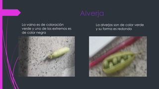 Alverja
La vaina es de coloración
verde y uno de los extremos es
de color negra
La alverjas son de color verde
y su forma es redonda
 