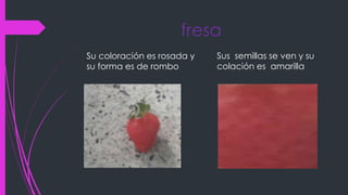 fresa
Su coloración es rosada y
su forma es de rombo
Sus semillas se ven y su
colación es amarilla
 