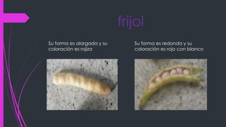 frijol
Su forma es alargada y su
coloración es rojiza
Su forma es redonda y su
coloración es rojo con blanco
 