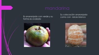 mandarina
Es anaranjado con verde y su
forma es ovalada
Su colocación anaranjada
como con raíces blanco
 