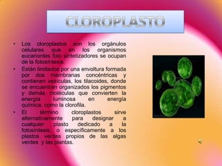 CLOROPLASTO Los cloroplastos son los orgánulos celulares que en los organismos eucariontes foto sintetizadores se ocupan de la fotosíntesis.  Están limitados por una envoltura formada por dos membranas concéntricas y contienen vesículas, los tilacoides, donde se encuentran organizados los pigmentos y demás moléculas que convierten la energía luminosa en energía química, como la clorofila. El término cloroplastos sirve alternativamente para designar a cualquier plasto dedicado a la fotosíntesis, o específicamente a los plastos verdes propios de las algas verdes  y las plantas. 