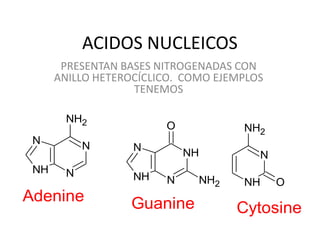 ACIDOS NUCLEICOS
       PRESENTAN BASES NITROGENADAS CON
      ANILLO HETEROCÍCLICO. COMO EJEMPLOS
                   TENEMOS

        NH2
                        O            NH2
 N          N      N
                            NH          N
 NH     N          NH   N     NH2    NH     O
Adenine           Guanine           Cytosine
 