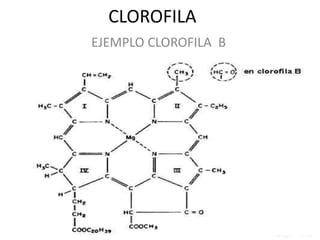 CLOROFILA
EJEMPLO CLOROFILA B
 