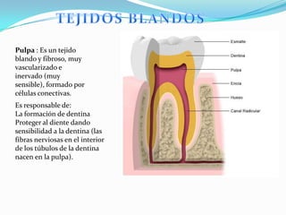Pulpa : Es un tejido
blando y fibroso, muy
vascularizado e
inervado (muy
sensible), formado por
células conectivas.
Es responsable de:
La formación de dentina
Proteger al diente dando
sensibilidad a la dentina (las
fibras nerviosas en el interior
de los túbulos de la dentina
nacen en la pulpa).
 
