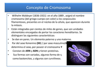 Concepto de Cromosoma
•

•

•
•
•
•

Wilhelm Waldeyer (1836-1921) en el año 1889 , asignó el nombre
cromosoma (del griego cuerpo con color) a los corpúsculos
filamentosos, presentes en el núcleo de la célula, que aparecen durante
la mitosis.
Están integrados por cientos de miles de genes, que son unidades
elementales encargadas de portar los caracteres hereditarios. Se
distinguen las siguientes características:
Se dan en pares. Un elemento paterno y uno materno.
Par del sexo femenino (XX) / par sexo masculino(XY), el hombre
determina el sexo, por poseer el cromosoma Y
Constan de ARN y ADN y tienen proteínas.
Sus formas son variadas, algunos forma de v,
como bastoncitos, y algunos son curvilíneos.

 