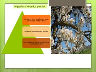 Importancia de las plantas




        son seres vivos que forman parte
            de nuestro medio natural




        Sirven de nutrientes para el suelo




       Son el alimento del ser humano y de
                 muchos animales
 