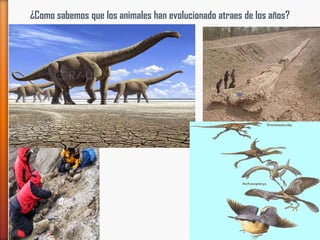 ¿Como sabemos que los animales han evolucionado atraes de los años?
 