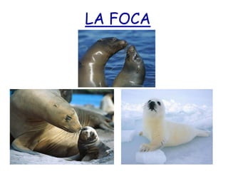 LA FOCA
 