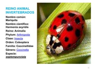 REINO ANIMAL
INVERTEBRADOS
Nombre común:
Mariquita
Nombre científico:
Harmonia axyridis
Reino: Animalia
Phylum: Arthropoda
Clase: Insecta
Orden: Coleoptera
Familia: Coccinellidae
Género: Coccinella
Especie:
septempunctata

11

 