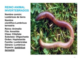 REINO ANIMAL
INVERTEBRADOS
Nombre común:
Lombrices de tierra
Nombre
científico:Lumbricus
terrestris
Reino: Animalia
Filo: Annelida
Clase: Clitellata
Subclase: Oligochaeta
Orden: Haplotaxida
Familia: Lumbricidae
Género: Lumbricus
Especie: lumbricus
terrestris
13

 