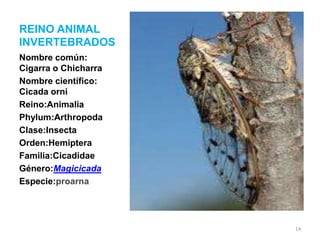 REINO ANIMAL
INVERTEBRADOS
Nombre común:
Cigarra o Chicharra
Nombre científico:
Cicada orni
Reino:Animalia
Phylum:Arthropoda
Clase:Insecta
Orden:Hemiptera
Familia:Cicadidae
Género:Magicicada
Especie:proarna

Arthropoda

14

 