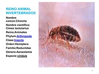 REINO ANIMAL
INVERTEBRADOS
Nombre
común:Chinche
Nombre científico:
Cimex lectularius
Reino:Animalea
Phylum:Arthropoda
Clase:Insecta
Orden:Hemiptera
Familia:Reduviidae
Género:Aeneolamia
Especie:viridula

15

 