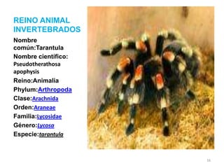 REINO ANIMAL
INVERTEBRADOS
Nombre
común:Tarantula
Nombre científico:
Pseudotherathosa
apophysis
Reino:Animalia
Phylum:Arthropoda
Clase:Arachnida
Orden:Araneae
Familia:Lycosidae
Género:Lycosa
Especie:tarantula

16

 