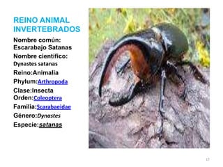 REINO ANIMAL
INVERTEBRADOS
Nombre común:
Escarabajo Satanas
Nombre científico:
Dynastes satanas
Reino:Animalia
Phylum:Arthropoda
Clase:Insecta
Orden:Coleoptera
Familia:Scarabaeidae
Género:Dynastes
Especie:satanas

Coleoptera

17

 
