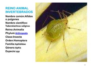 REINO ANIMAL
INVERTEBRADOS
Nombre común:Afidos
o pulgones
Nombre científico:
Tuberolachnus salignus
Reino:Animalia
Phylum:Arthropoda
Clase:Insecta
Orden:Homoptera
Familia:Aphididae
Género:Aphis
Especie:spp

18

 