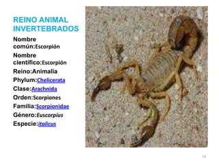REINO ANIMAL
INVERTEBRADOS
Nombre
común:Escorpión
Nombre
científico:Escorpión
Reino:Animalia
Phylum:Chelicerata
Clase:Arachnida
Orden:Scorpiones
Familia:Scorpionidae
Género:Euscorpius
Especie:italicus

19

 