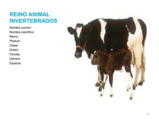 REINO ANIMAL
INVERTEBRADOS
Nombre común:
Nombre científico:
Reino:
Phylum:
Clase:
Orden:
Familia:
Género:
Especie:

22

 