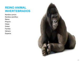 REINO ANIMAL
INVERTEBRADOS
Nombre común:
Nombre científico:
Reino:
Phylum:
Clase:
Orden:
Familia:
Género:
Especie:

23

 