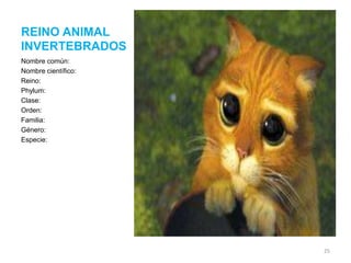 REINO ANIMAL
INVERTEBRADOS
Nombre común:
Nombre científico:
Reino:
Phylum:
Clase:
Orden:
Familia:
Género:
Especie:

25

 