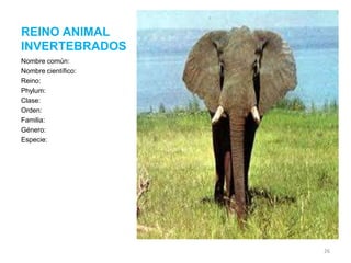 REINO ANIMAL
INVERTEBRADOS
Nombre común:
Nombre científico:
Reino:
Phylum:
Clase:
Orden:
Familia:
Género:
Especie:

26

 