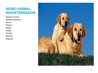 REINO ANIMAL
INVERTEBRADOS
Nombre común:
Nombre científico:
Reino:
Phylum:
Clase:
Orden:
Familia:
Género:
Especie:

27

 