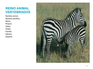 REINO ANIMAL
VERTEBRADOS
Nombre común:
Nombre científico:
Reino:
Phylum:
Clase:
Orden:
Familia:
Género:
Especie:

28

 