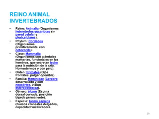 REINO ANIMAL
INVERTEBRADOS
•

•

•

•
•

•
•

Reino: Animalia (Organismos
heterótrofos eucariotas sin
pared celular y
pluricelulares).
Phylum: Cordados
(Organismos,
primitivamente, con
notocorda).
Clase: Mammalia
(Organismos con glándulas
mamarias, funcionales en las
hembras, que secretan leche
para la nutrición de la cría.
Homeotermos y con pelo).
Orden: Primates (Ojos
frontales, pulgar oponible).
Familia: Hominidae (Cerebro
desarrollado y con
neocórtex, visión
estereoscópica).
Género: Homo (Espina
dorsal curvada, posición
bípeda permanente).
Especie: Homo sapiens
(huesos craneales delgados,
capacidad vocalizadora).
29

 