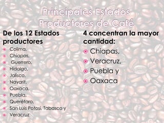 De los 12 Estados 
productores 
 Colima, 
 Chiapas, 
 Guerrero, 
 Hidalgo, 
 Jalisco, 
 Nayarit, 
 Oaxaca, 
 Puebla, 
 Querétaro, 
 San Luis Potosí, Tabasco y 
 Veracruz 
4 concentran la mayor 
cantidad: 
 Chiapas, 
 Veracruz, 
 Puebla y 
 Oaxaca. 
 