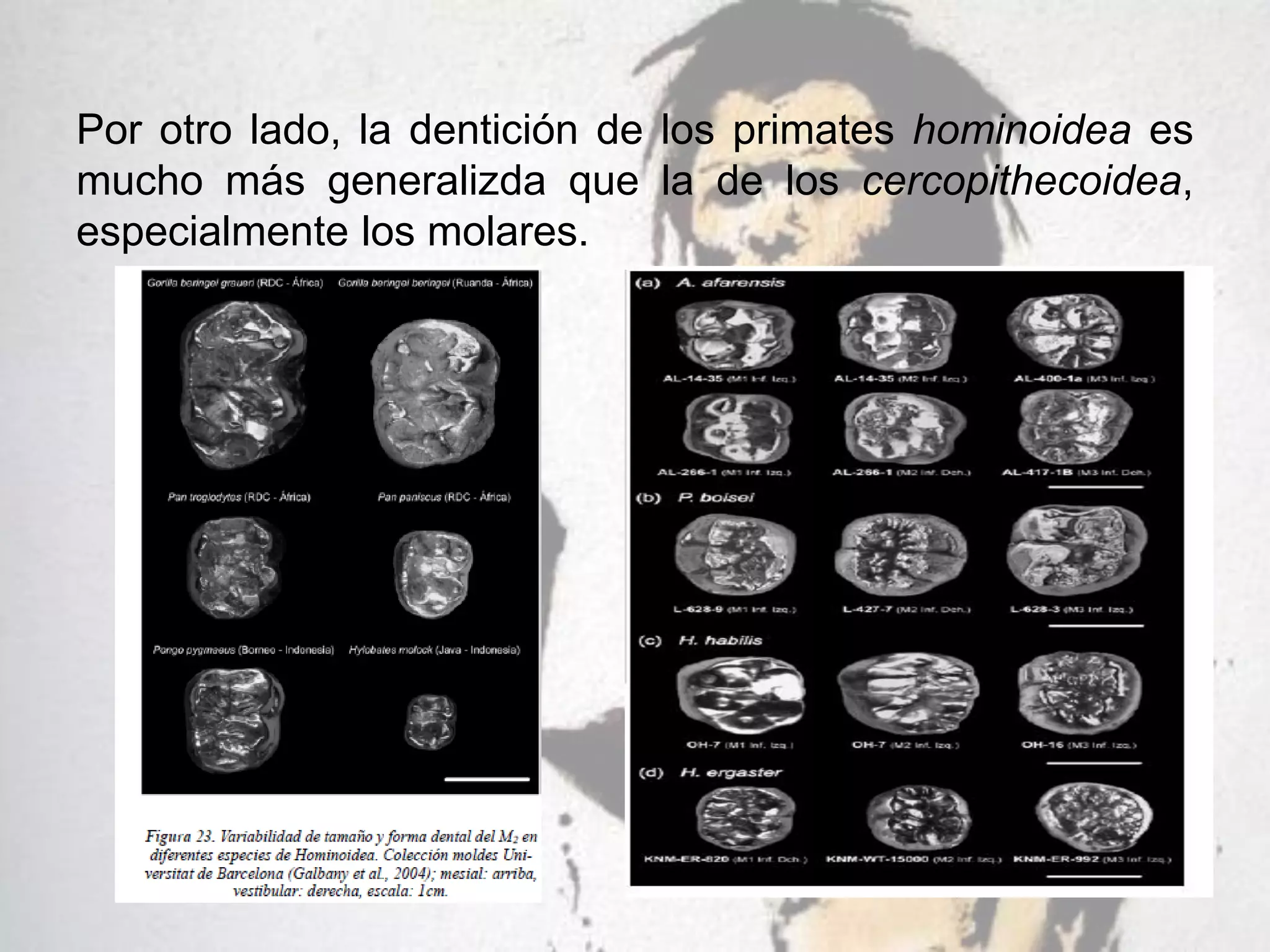 Evolución de los Dientes | PDF