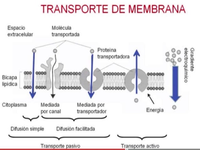 TRANSPORTE ATRAVES DE LA MEMBRANA