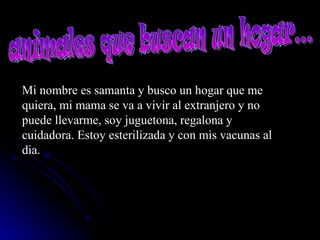 Mi nombre es samanta y busco un hogar que me quiera, mi mama se va a vivir al extranjero y no puede llevarme, soy juguetona, regalona y cuidadora. Estoy esterilizada y con mis vacunas al dia.   animales que buscan un hogar... 