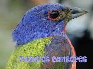 pajaros cantores 