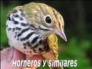 Horneros y similares 