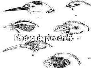 Pájaros de pico ancho 