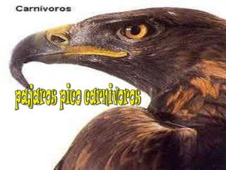pajaros pico carnivoros 