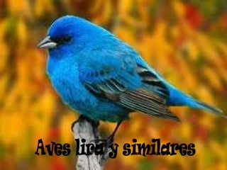 Aves lira y similares 