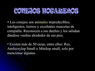 CONEJOS HOGAREÑOS  Los conejos son  animales  impredecibles, inteligentes, tiernos y excelentes mascotas de compañía. Reconocen a sus dueños y los saludan dándose vueltas alrededor de sus pies.  Existen más de 50 razas, entre ellos: Rex, Amfuzzylop Small o Minilop small, solo por mencionar algunas.  