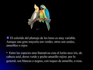 El colorido del plumaje de los loros es muy variable. Aunque una gran mayoría son verdes, otros son azules, amarillos o rojos.  Entre las especies mas llamativas esta el lorito arco iris, de cabeza azul, dorso verde y pecho amarillo rojizo. por lo general, son blancas o negras, con toques de amarillo, o rosa.   