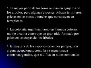 La mayor parte de los loros anidan en agujeros de los arboles, pero algunas especies utilizan termiteros, grietas en las rocas o tuneles que construyen en terraplenes.  La cotorrita argentina, tambien llamada cotorra monje o catita construye un gran nido formado por palos en las copas de los árboles. la mayoría de las especies crían por parejas, con alguna acepciones, como la ya mencionada cotorritaargentina, que nidifica en nidos comunales.   