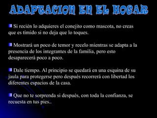 Si recién lo adquieres el conejito como mascota, no creas que es tímido si no deja que lo toques.  Mostrará un poco de temor y recelo mientras se adapta a la presencia de los integrantes de la familia, pero esto desaparecerá poco a poco.  Dale tiempo. Al principio se quedará en una esquina de su jaula para protegerse pero después recorrerá con libertad los diferentes espacios de la casa.  Que no te sorprenda si después, con toda la confianza, se recuesta en tus pies..  ADAPTACION EN EL HOGAR 