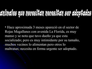 Hace aproximada 3 meses apareció en el sector de Rojas Magallanes con avenida La Florida, es muy manso y se nota que tuvo dueño ya que esta socializado; pero es muy intimidante por su tamaño, muchos vecinos lo alimentan pero otros lo maltratan; necesita en forma urgente ser adoptado.   animales que necesitan necesitan ser adoptados 