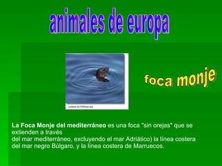 animales de europa La Foca Monje del mediterráneo  es una foca &quot;sin orejas&quot; que se extienden a través del mar mediterráneo, excluyendo el mar Adriático) la línea costera del mar negro Búlgaro, y la línea costera de Marruecos.  foca monje  