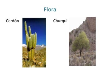 Flora
Cardón Churqui
 
